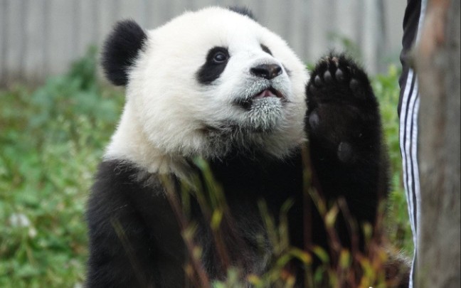 大熊猫科琳图片
