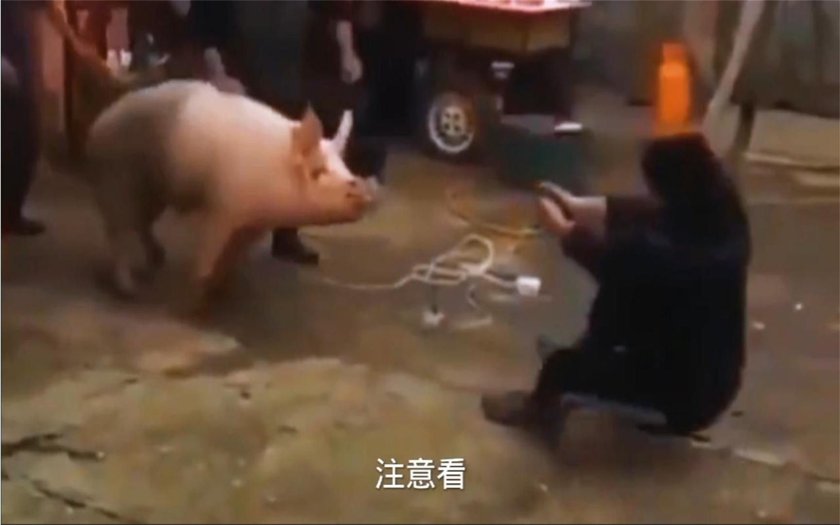 男子持电线电猪时猪倒了人也倒了,太没有常识了,猪鼻子上串铁丝