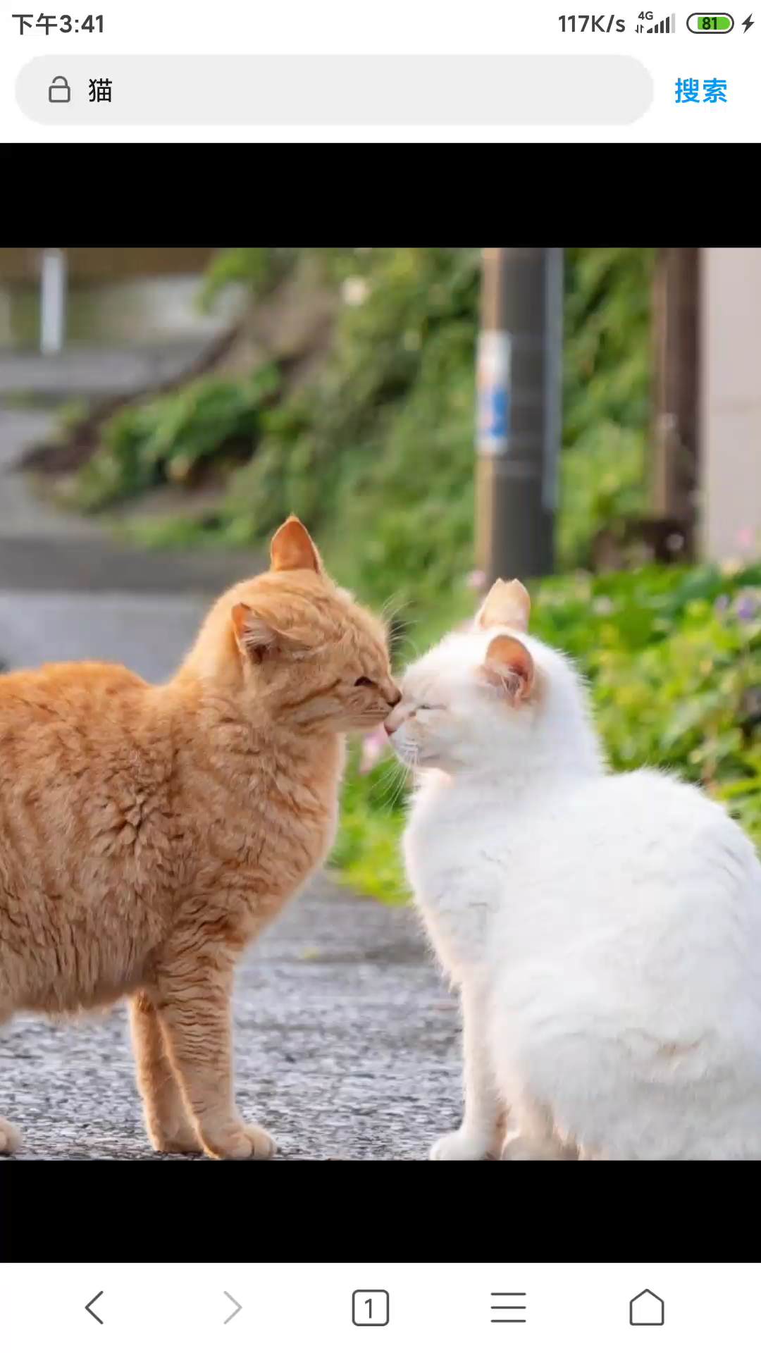活动作品亲亲我我啊猫猫