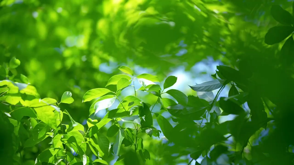 万物皆有裂痕,那是光照进来的地方