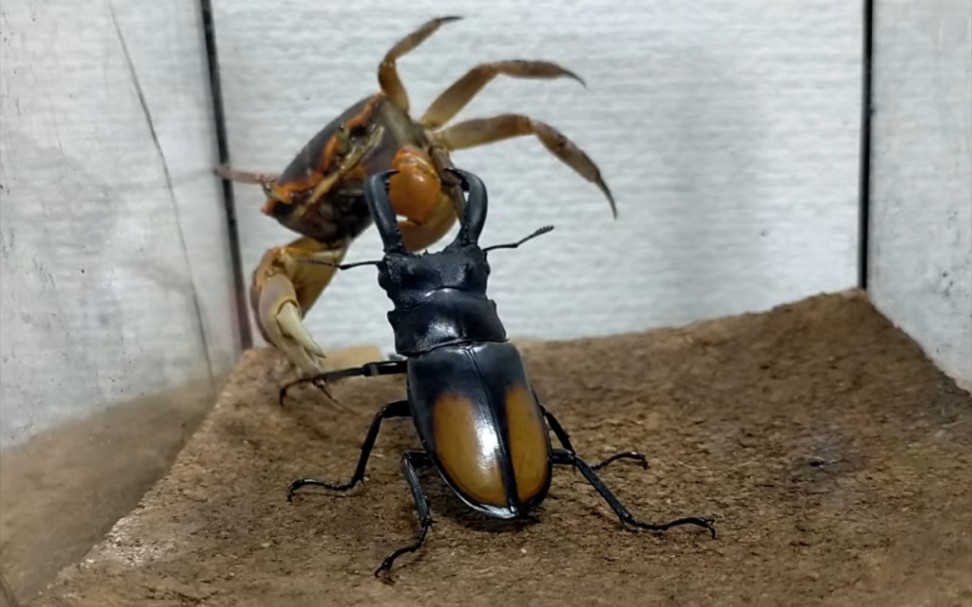 【搬运】橘背叉角锹形虫 甲壳类挑战 八番胜负