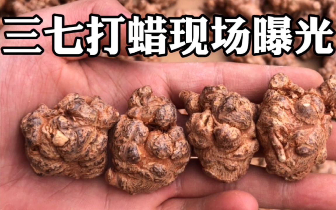 三七打蜡现场曝光_哔哩哔哩 (゜-゜)つロ 干杯~-bilibili