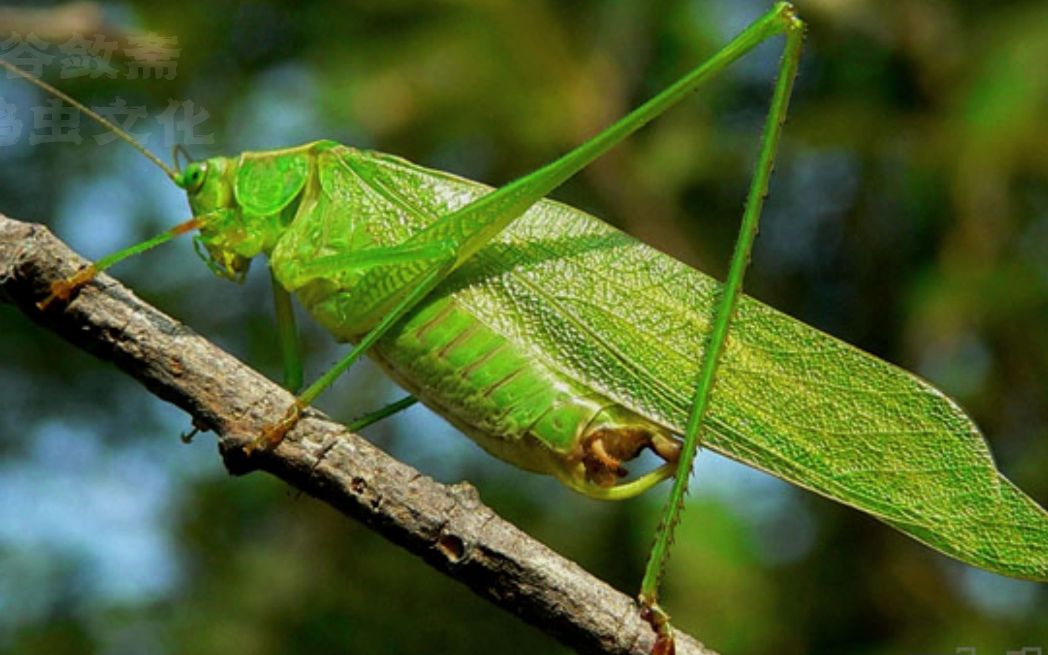 叉尾灌丛树螽