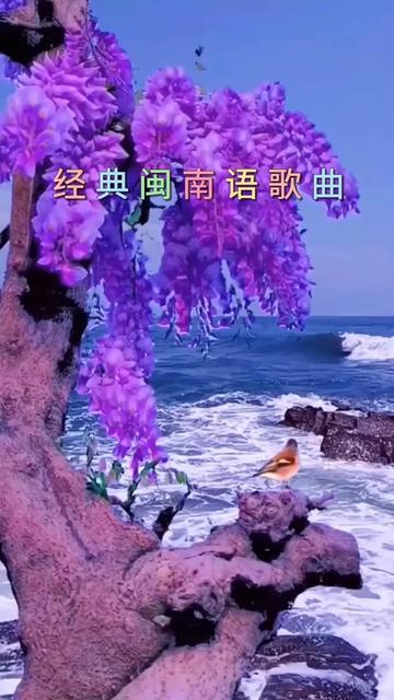 爱随浪花飘去远方图片