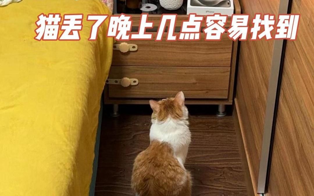 找猫团队的找猫方法猫丢了晚上几点容易找到哔哩哔哩bilibili