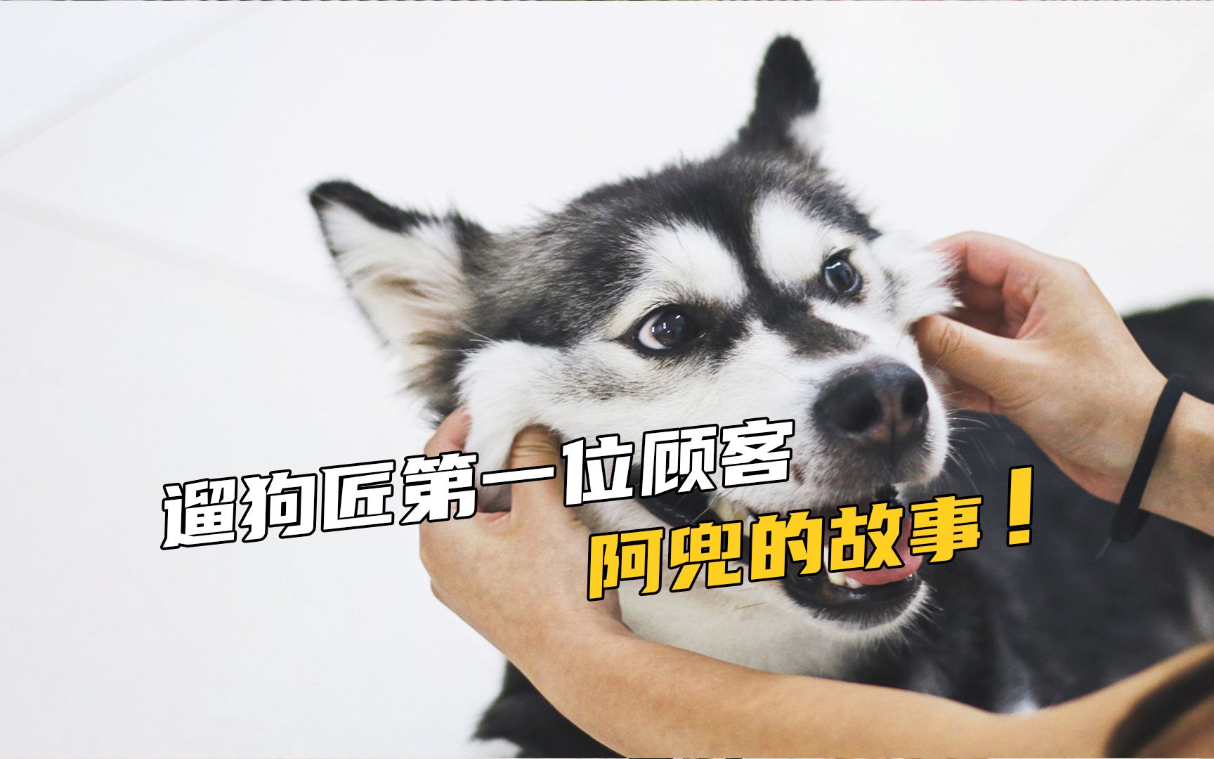 今天说说＂恶犬视频＂背后的故事!哔哩哔哩bilibili