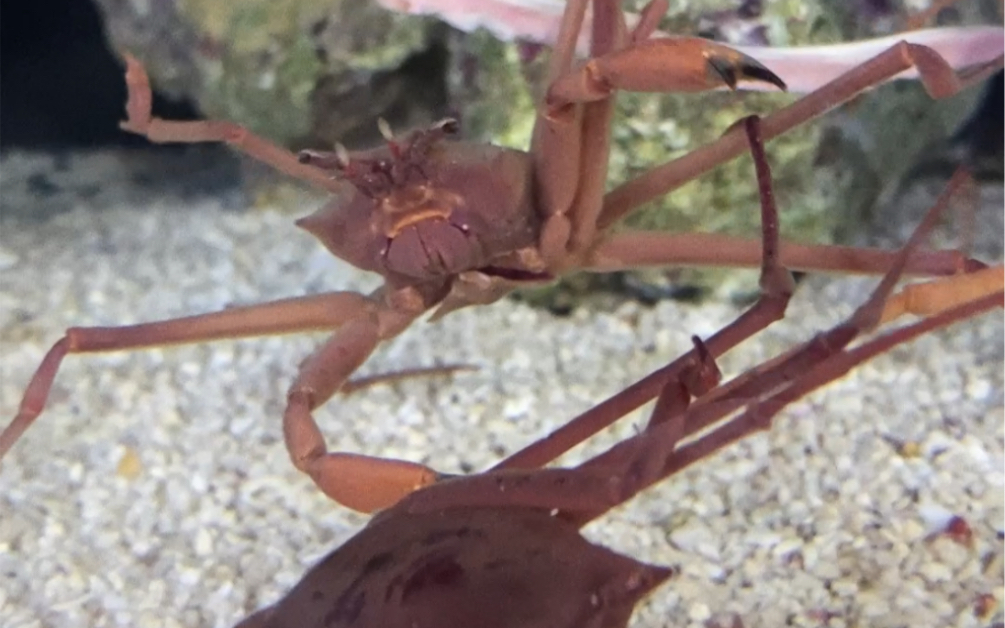 【封口类人面蟹】交配行为记录