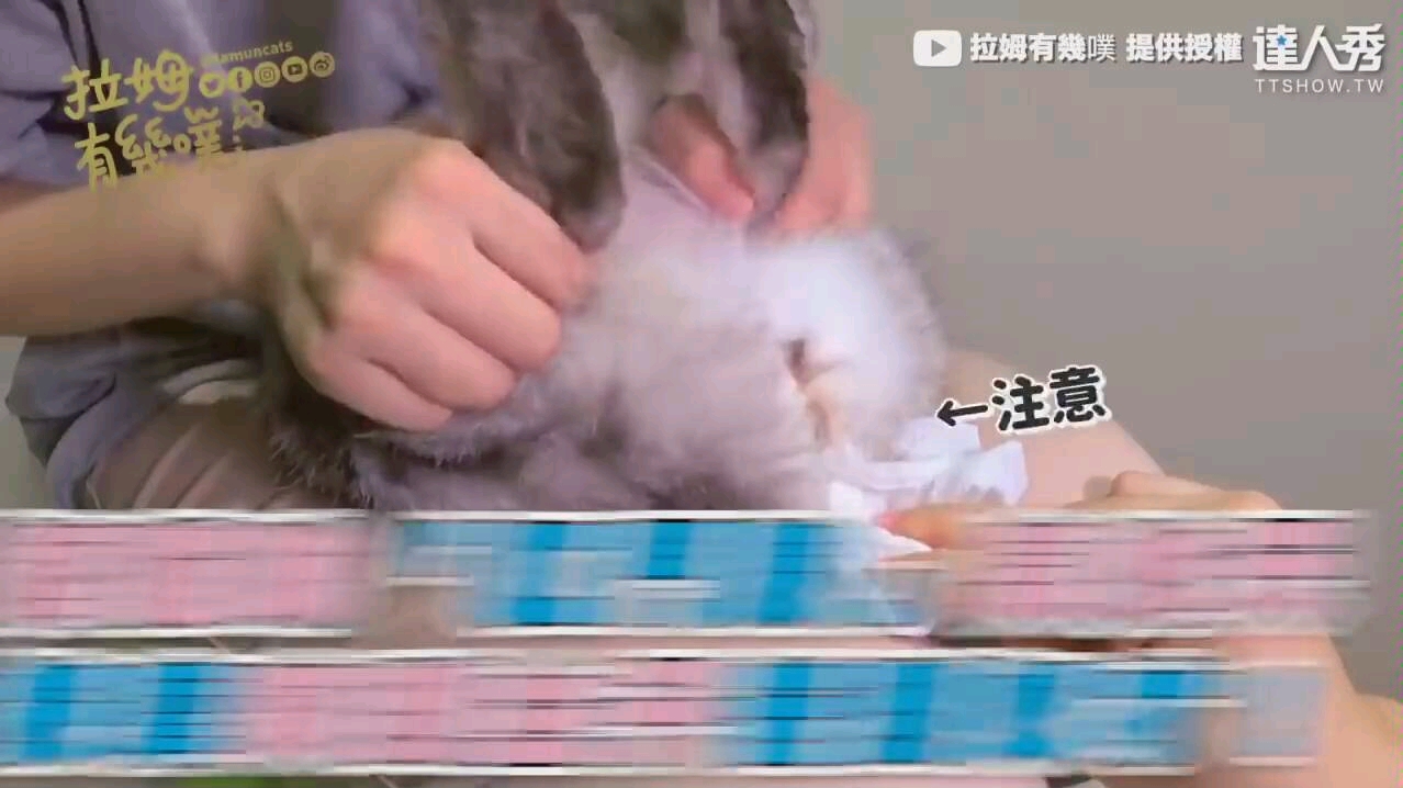 猫咪的肛门腺清理哔哩哔哩bilibili