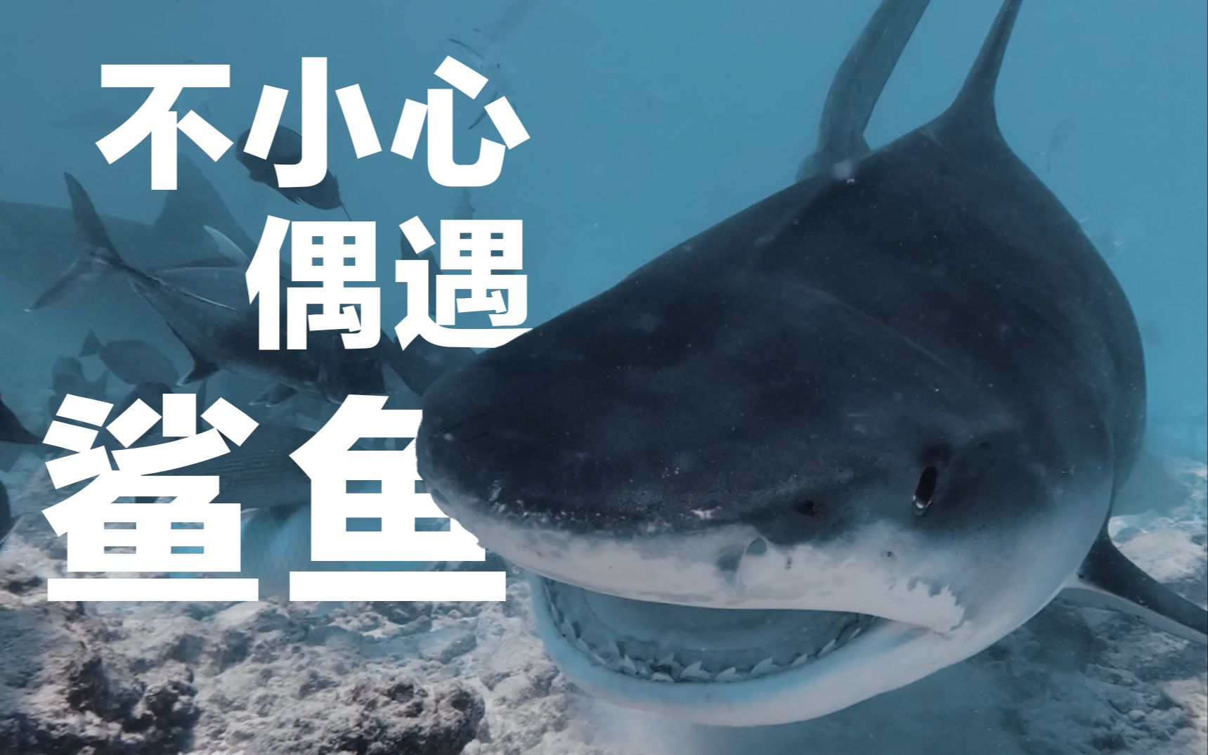鲨鱼电影大盘点：由《大白鲨》引发的鲨鱼浪潮，没想到越走越偏！【科幻Fans 布玛】_哔哩哔哩_bilibili