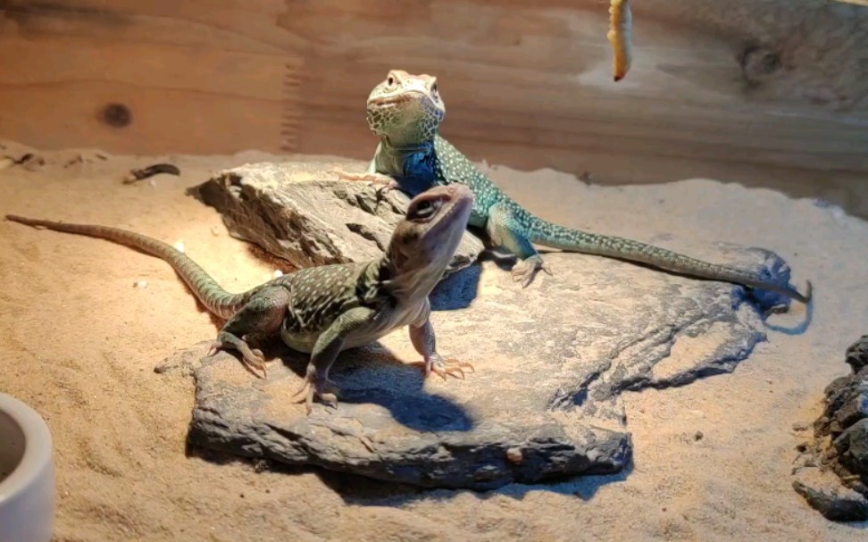 小肥龙活跃起来啦