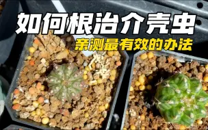 Tải video: 我之前养过很多多肉植物，后面感染了介壳虫，尝试过很多办法都没有办法根治，后来尝试了视频中的方法就彻底根治了，本人亲测非常有效，推荐给大家。