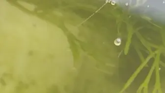 冒泡泡的水草 哔哩哔哩 Bilibili