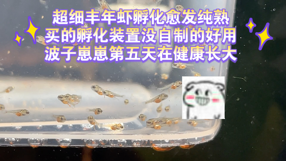 超细丰年虾孵化愈发纯熟,买的孵化装置没自制的好用,波子崽崽第五天在