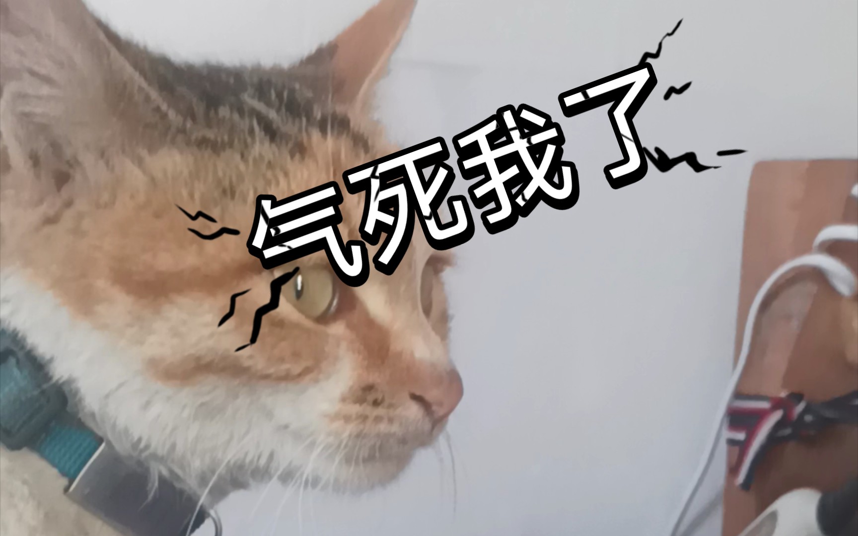 气死我了我**好好的,后来突然间挠了我一爪子,痛的受不了