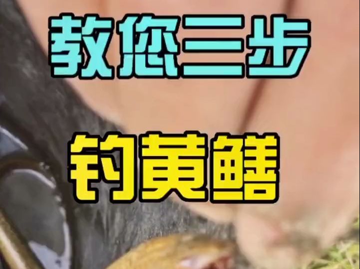 怎么钓黄鳝?三步教会您哔哩哔哩bilibili