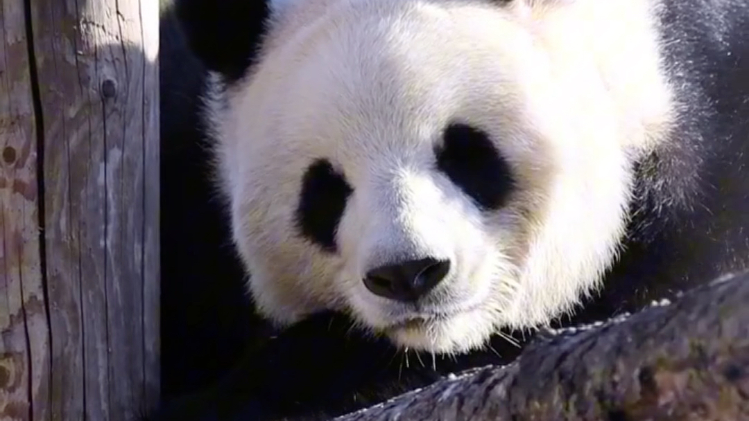 11.30人间最美熊萌萌