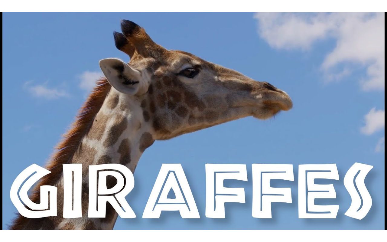 [图][NEW⧸IMPROVED] All About Giraffes for Kids： Giraffe Video for Children