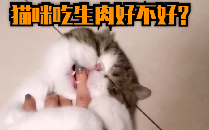 【南哥教你养猫】给猫咪喂生肉好不好?哔哩哔哩bilibili