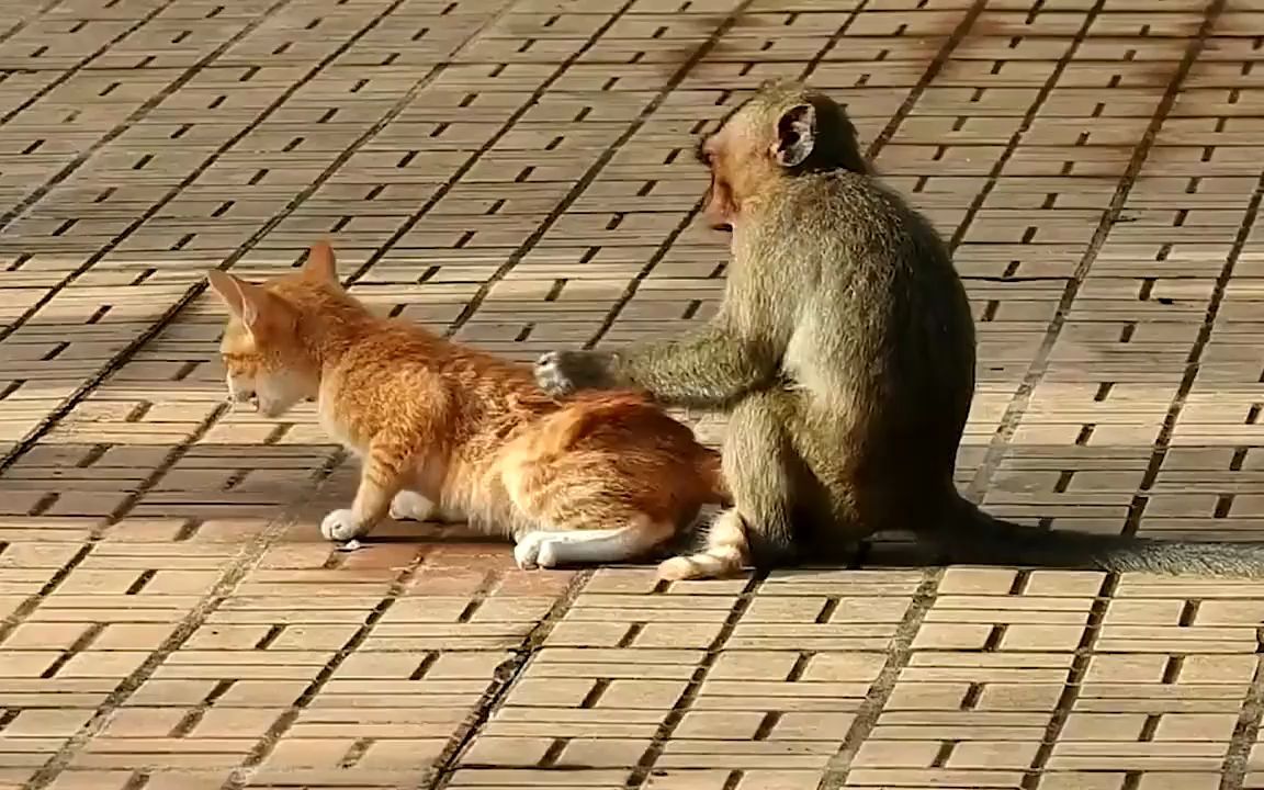 猫和猴子打架图片