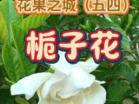 花果之城(五四)栀子花哔哩哔哩bilibili