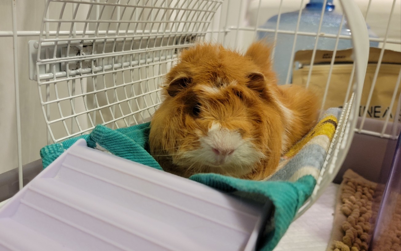 今天是温柔美猪子