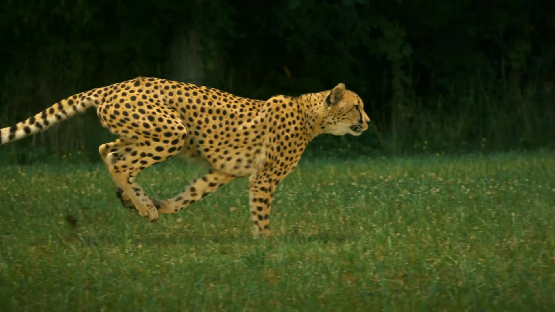 高速摄录机摄录猎豹cheetahs_on_the_edge_(directors_cut).ogv.