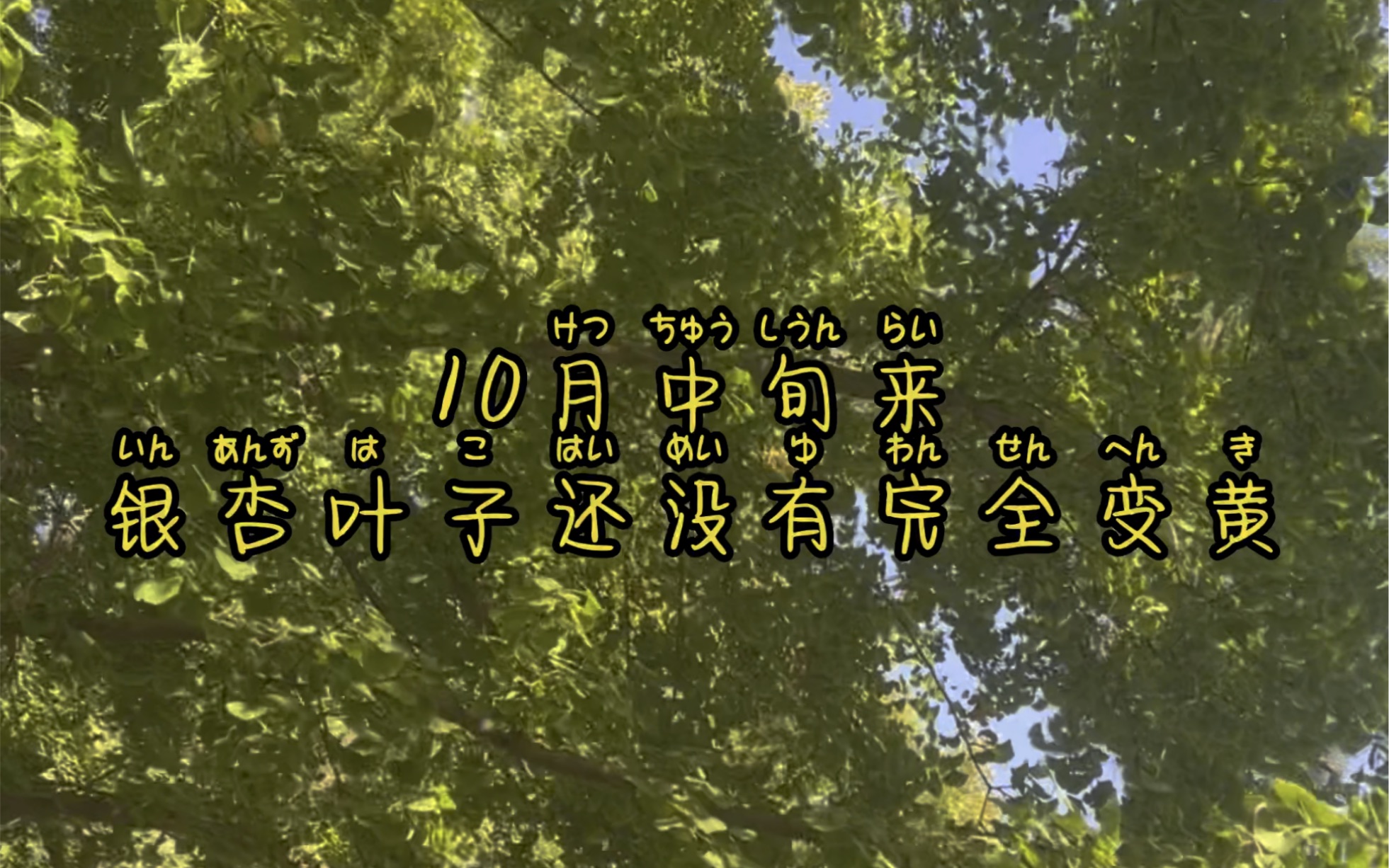 北京银杏大道,钓鱼台银杏大道,今年预计10月底开始是最佳观赏期哔哩哔哩bilibili