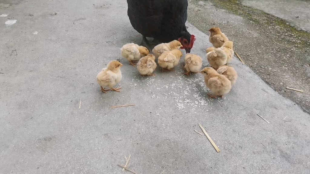 可萌可萌的鸡崽子