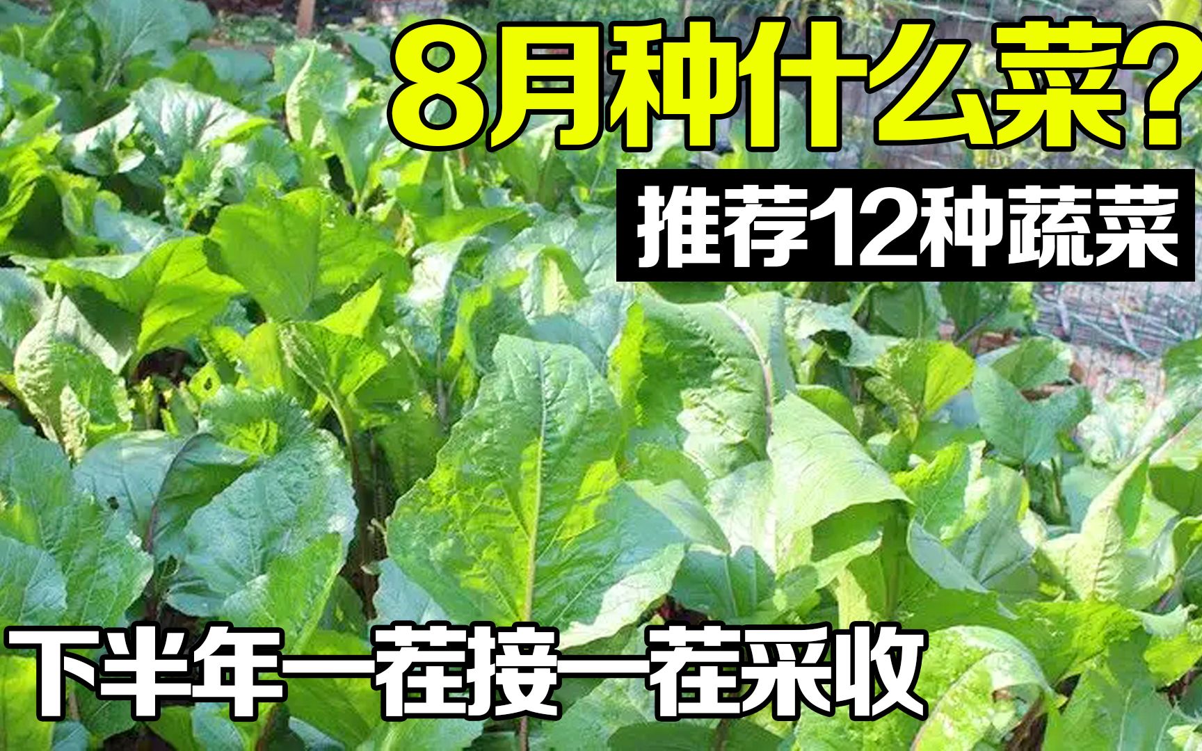 八月种什么蔬菜?试试这12种 ,下半年一茬接一茬采收哔哩哔哩bilibili