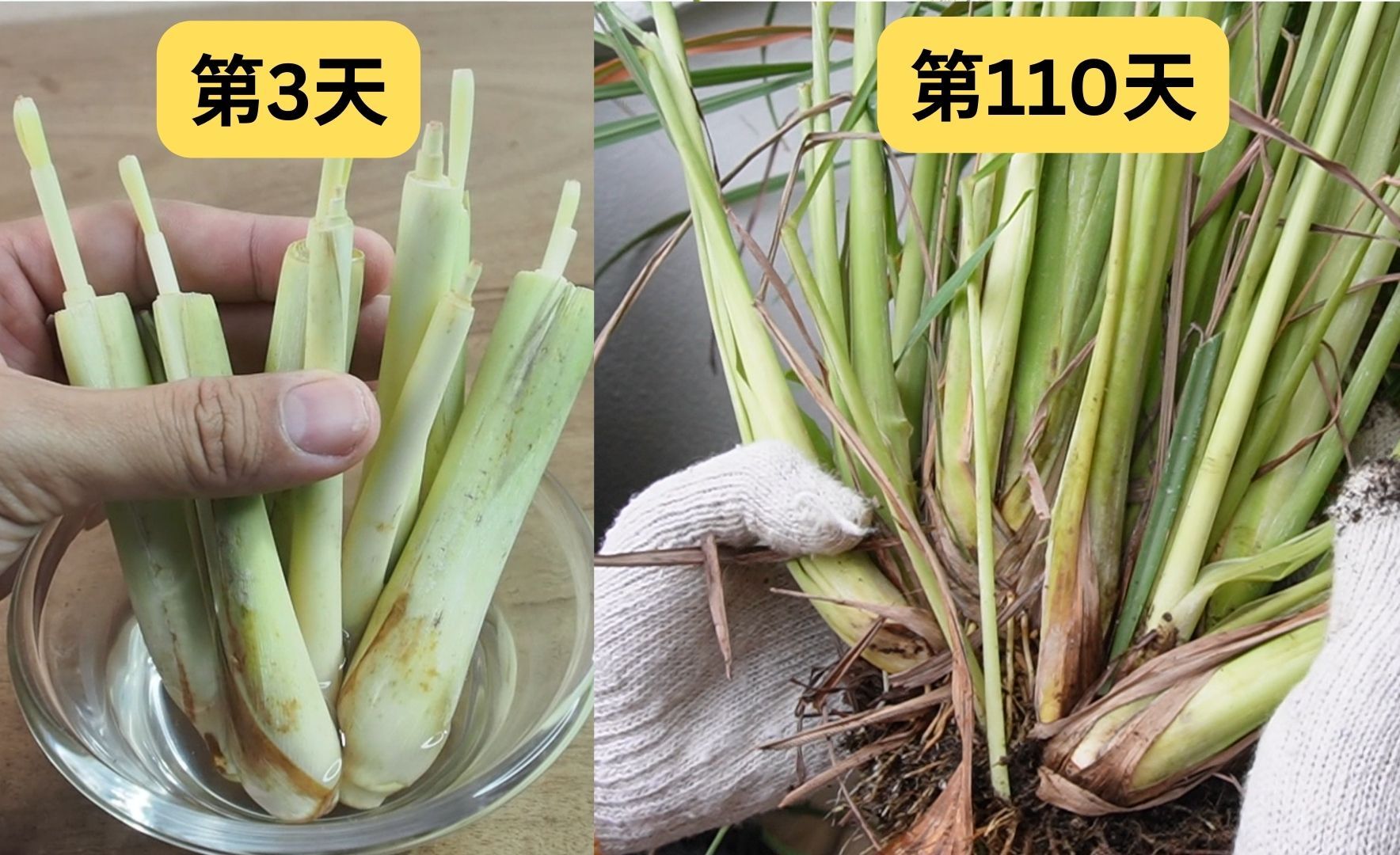 110天种植香茅,柠檬草!哔哩哔哩bilibili