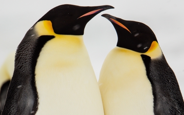 冬天的企鹅宝宝太可爱了