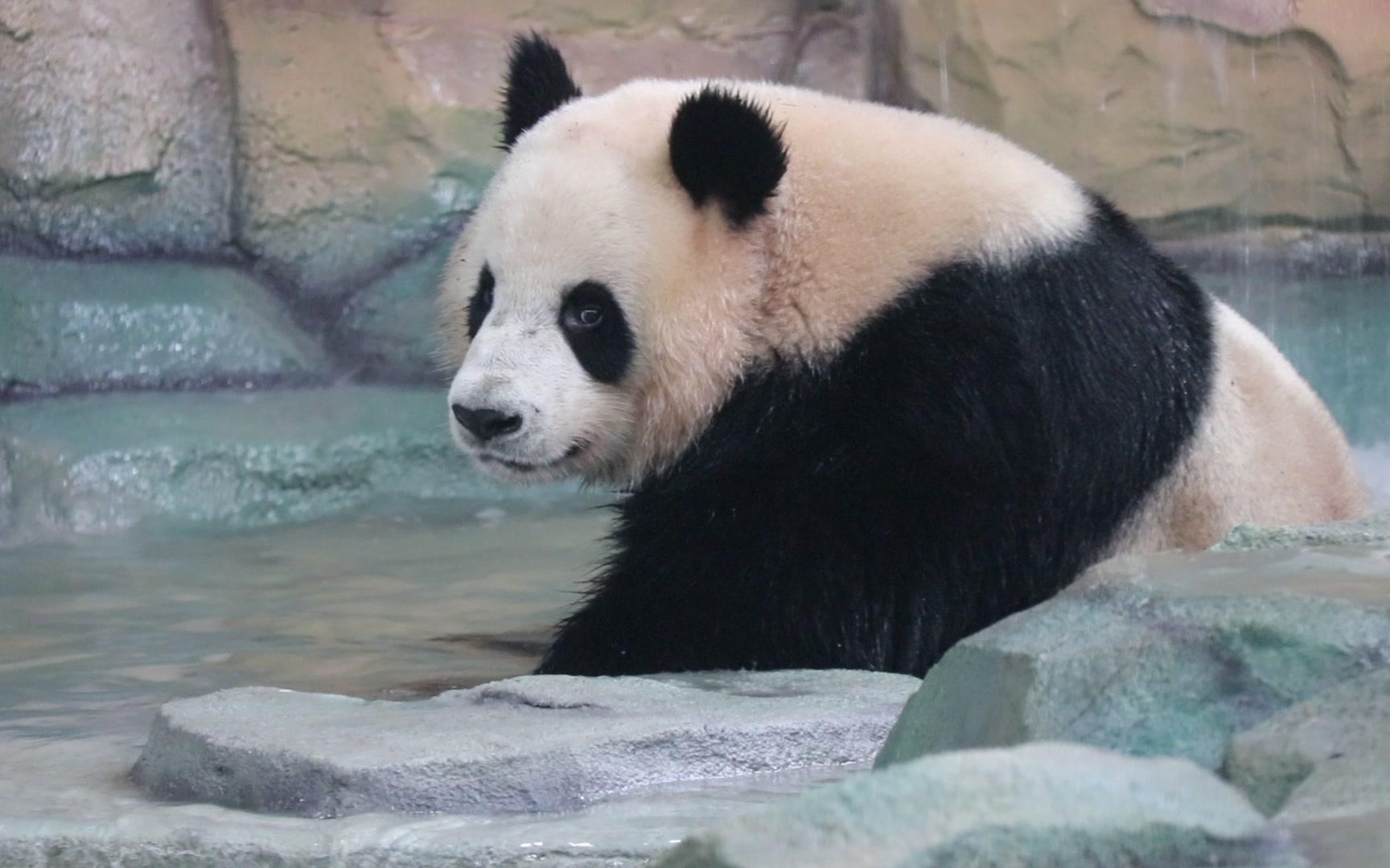 【大熊猫星愿】泡澡还巴适么,都快睡着了,一天泡几遍^o^_哔哩哔哩 (゜