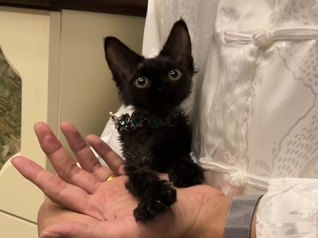 耳朵特别大的黑色小精灵,像布娃娃一样可爱的纯黑色德文卷毛猫妹妹