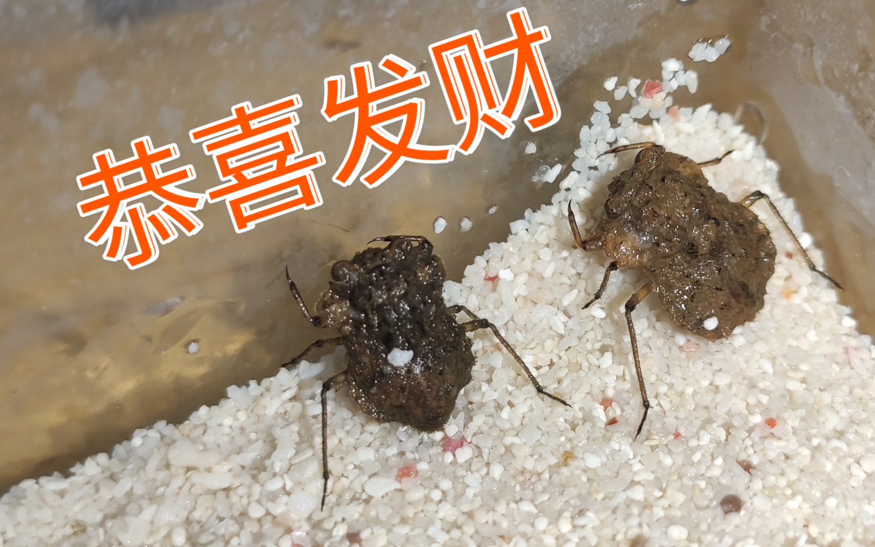 关于蟾蝽饲养的一点建议_哔哩哔哩_bilibili