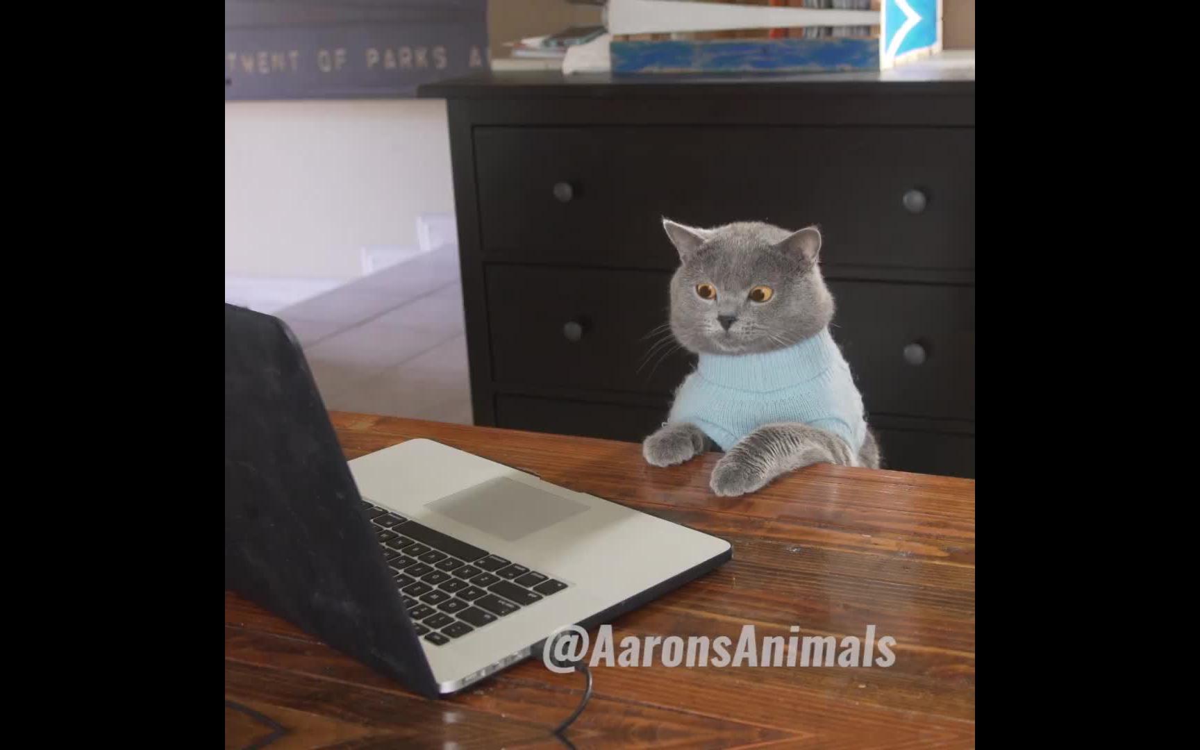 猫咪自拍theultimateviralcatvideo