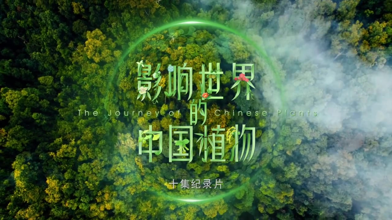 【董卿】《影响世界的中国植物》宣传片·演化篇(董卿配音)