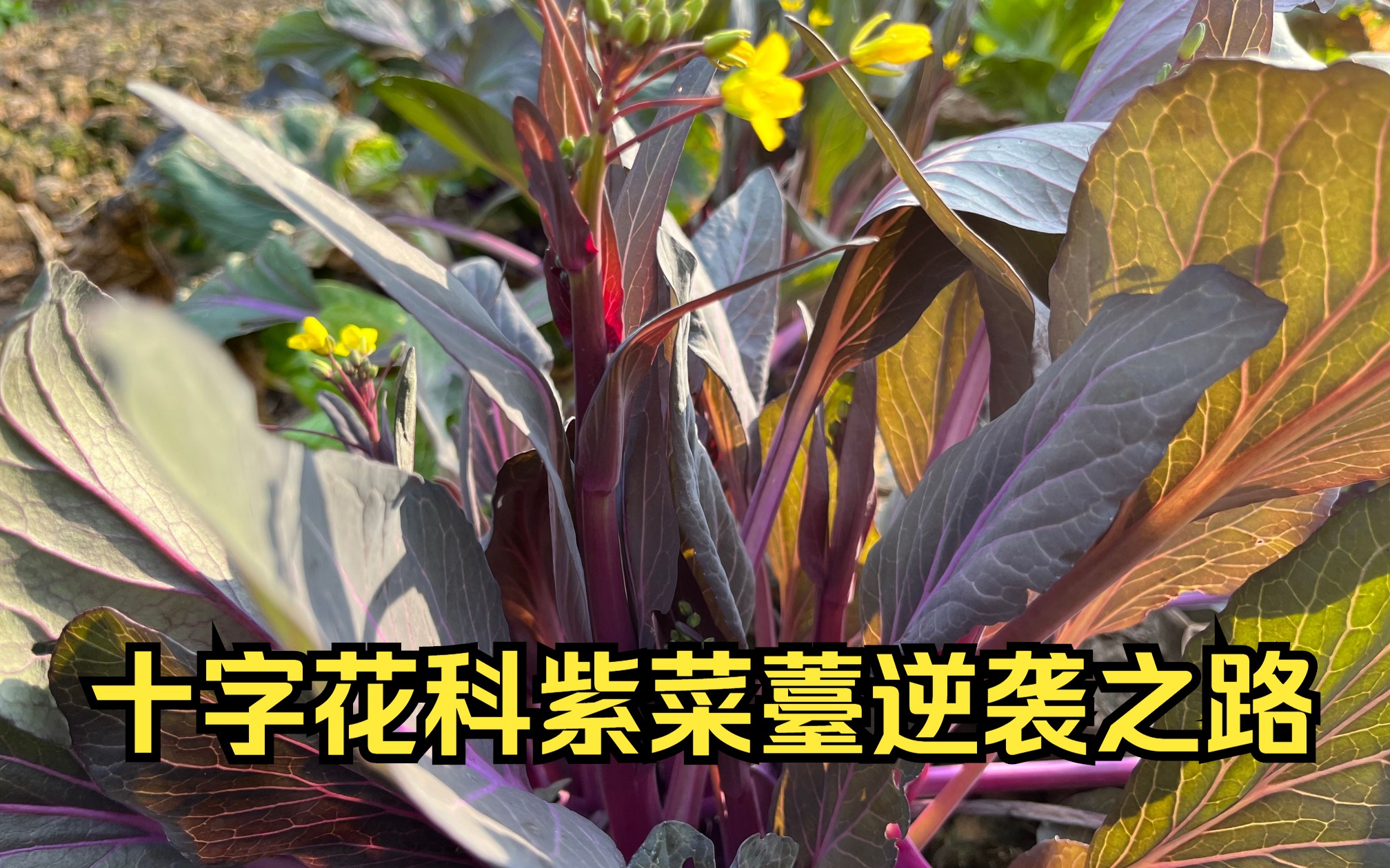 冬の京野菜『畑菜』は美味しくて安くて栄養豊富で使えるヤツ – 京都ストーリー