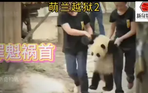 Download Video: 犯罪嫌疑人大熊猫萌兰花式越狱名场面# 关爱国宝大熊