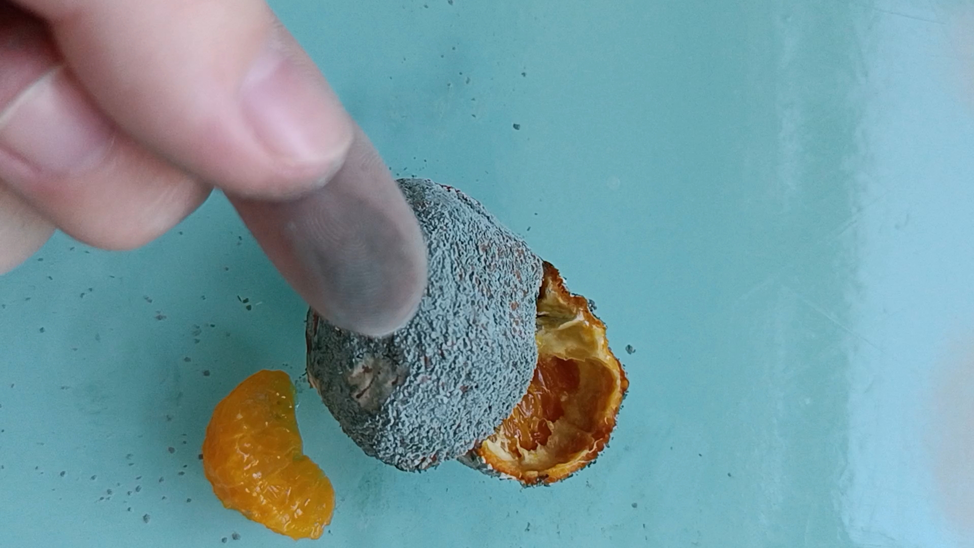 沙糖桔青霉,一个桔子在塑料袋里捂坏了,这个绿色的粉末像散粉一样十分