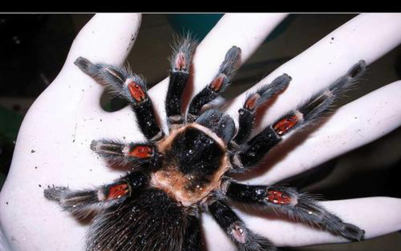 墨西哥红膝头捕鸟蛛饲养教程红7饲养教程