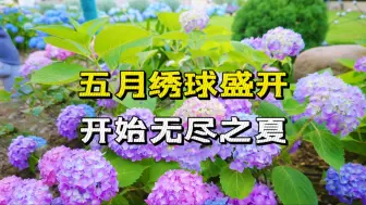 Download Video: 我种了一院子的绣球花开了