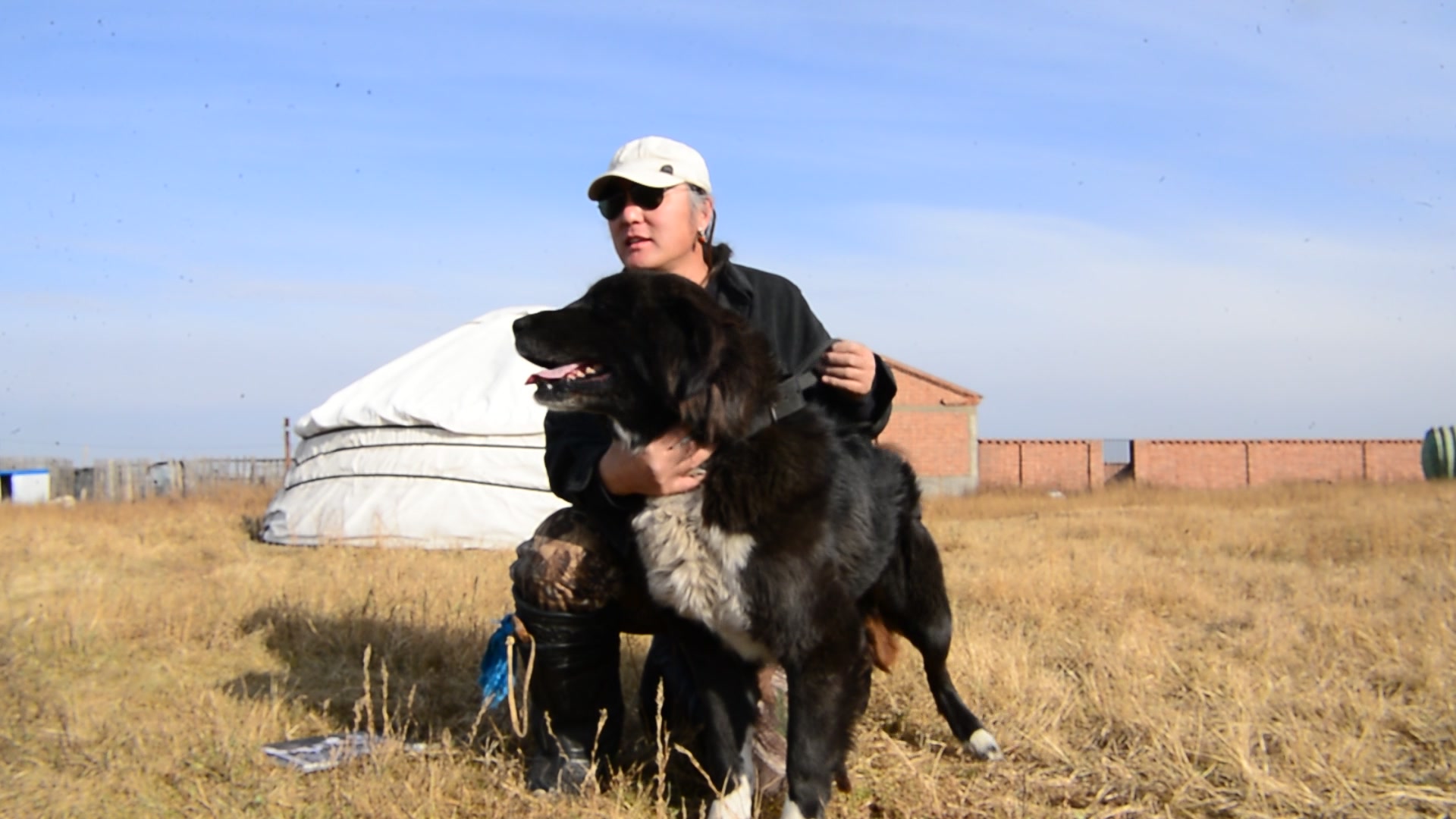 《蒙古牧羊犬》——呼噜