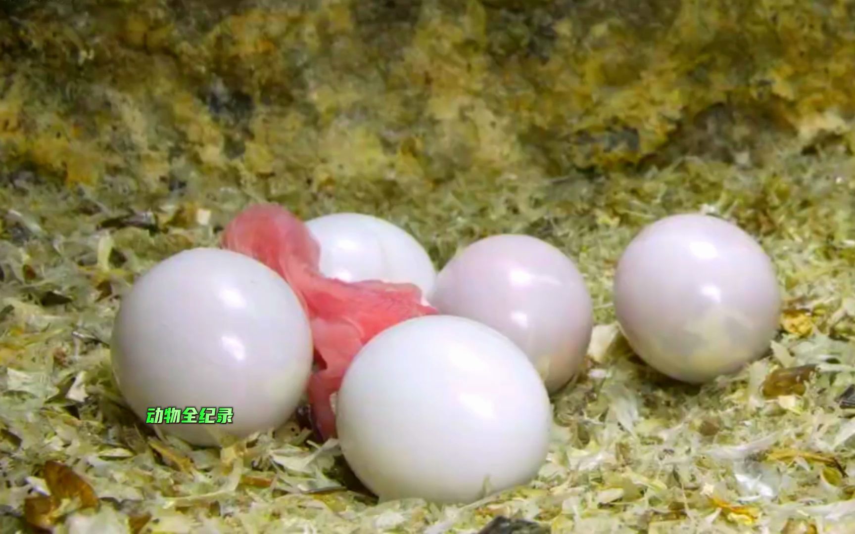 经过了十几天的孵化,翠鸟妈妈迎来了它的两只幼崽