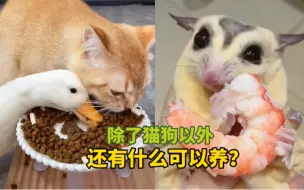 Download Video: 《除了猫狗以外》还有什么可以养？