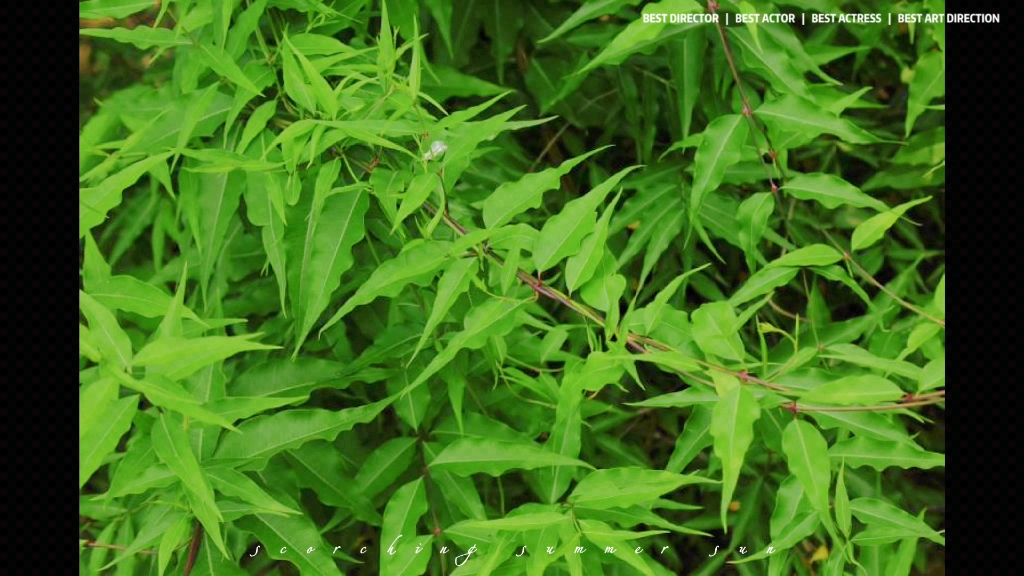 魅力中草药每日一药之香加皮