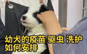 Télécharger la video: 如何安排幼犬的驱虫，疫苗，洗护流程？