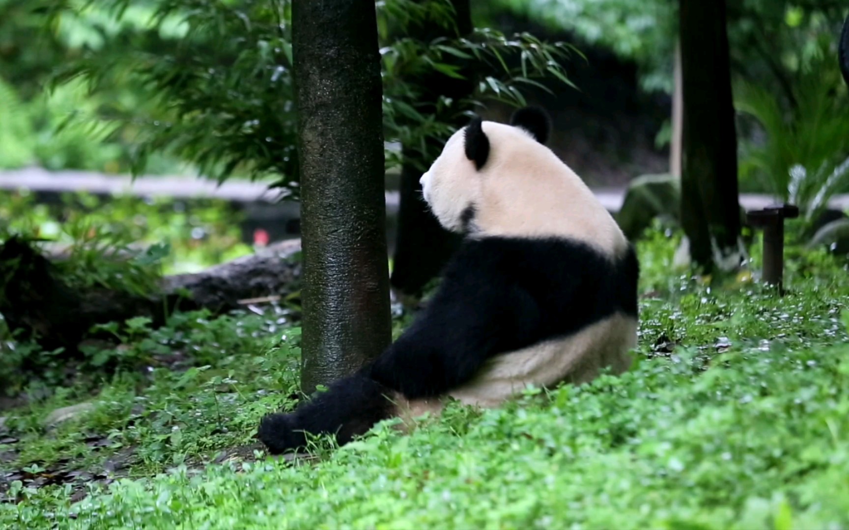 【大熊猫英英】坐在坡上发呆挠痒痒