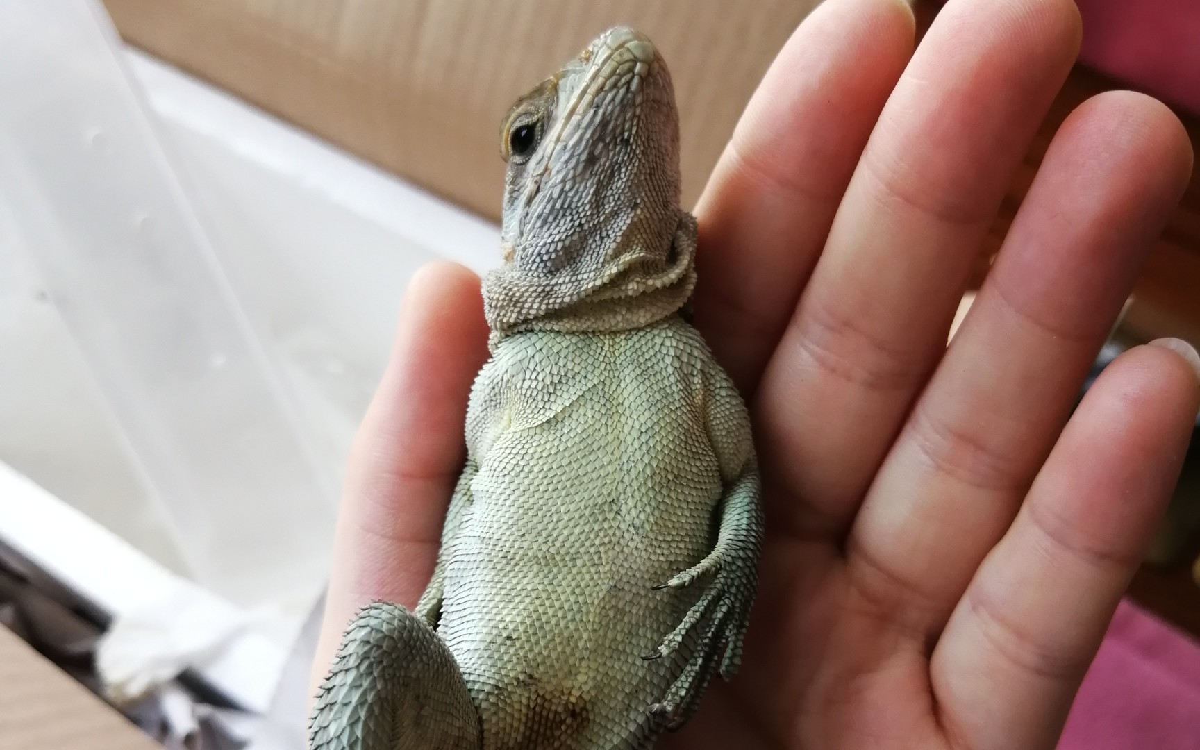 史上最神速的马岛刺尾开箱视频 盒子:我做错了什么要被拍这么久_哔哩