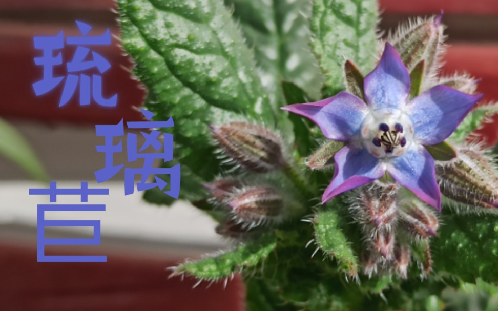 琉璃苣 | 既好看又能吃的琉璃苣也在春节开花了!哔哩哔哩bilibili