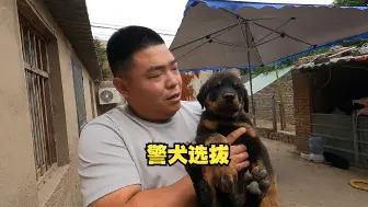 Download Video: 黑豹的小狗仔要去当警犬了，如果能被选上，这将是豫西狗场的荣誉